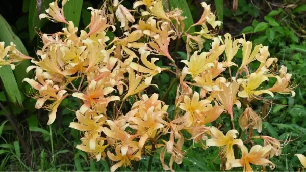 Licorice Hydrosol: Phytochemical Composition and Its Role in Cosmetic Formulation